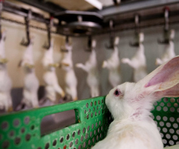 [ Texto y Docu ]  Dentro del matadero: una investigación sobre la matanza industrial de animales en España