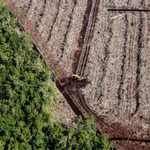 La producción de soja para ganadería industrial, elemento clave en la deforestación de ecosistemas tropicales.